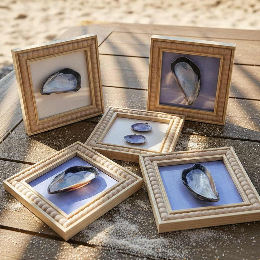 Three framed pictures of shells on a wooden surface